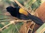Montserrat Oriole - National Bird - ENDANGERED - Photo courtesy of the Montserrat National Trust